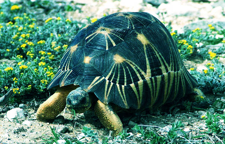 alimentacion de la tortuga radiada