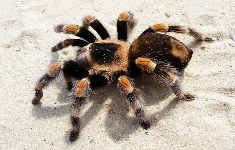 alimentacion de las tarantulas de anillos rojos