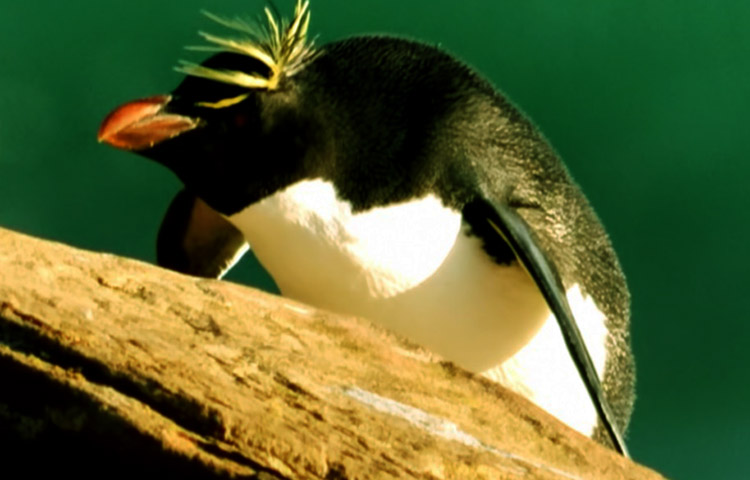 alimentacion del pinguino de penacho amarillo
