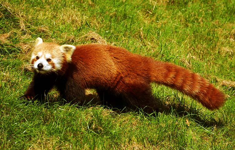 anatomia del panda rojo