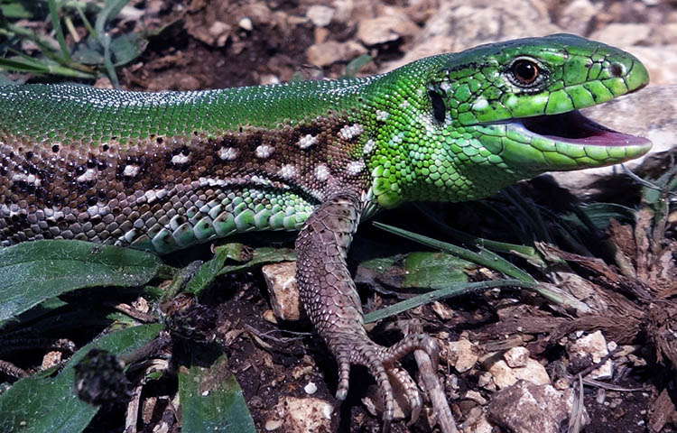 caracteristicas del lagarto agil