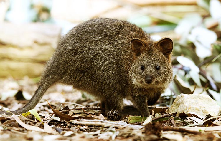 caracteristicas del quokka