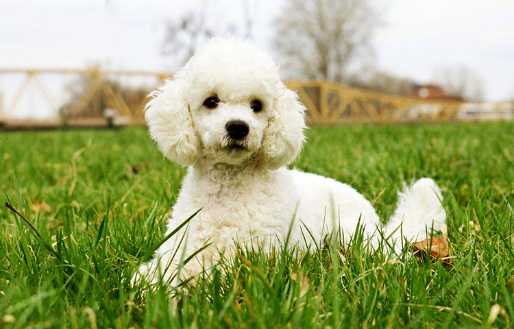 comportamiento y temperamento del Poodle