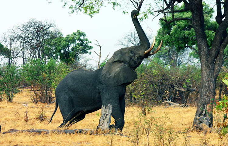 curiosidades sobre los elefantes africanos