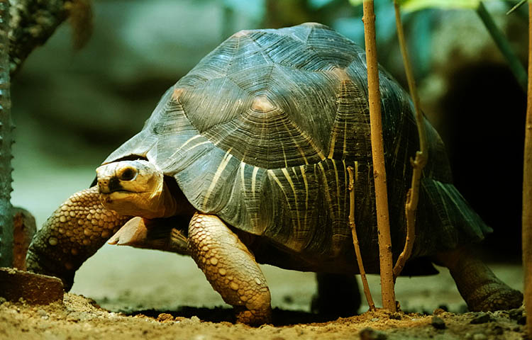 depredadores de la tortuga radiada