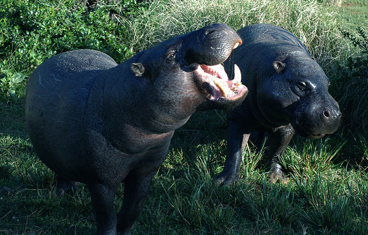 depredadores del hipopotamo pigmeo