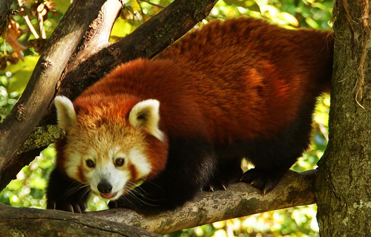 depredadores del panda rojo