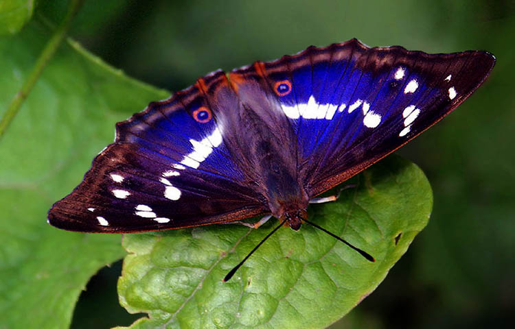 donde vive la mariposa tornasolada