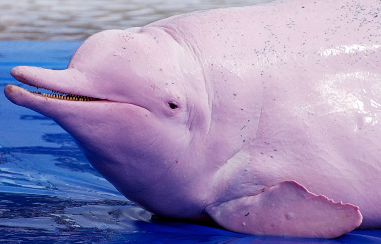 especies de delfin rosado