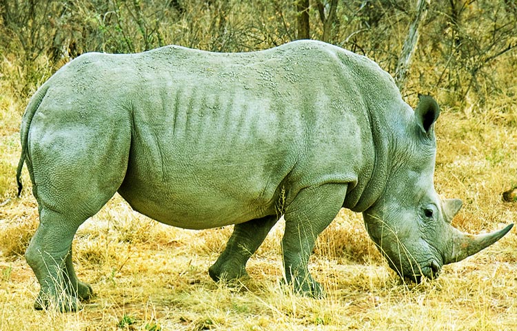 Cuántas especies de rinocerontes existen