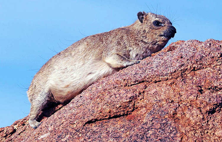 habitat del daman roquero