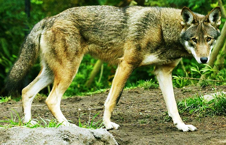 habitat del lobo rojo