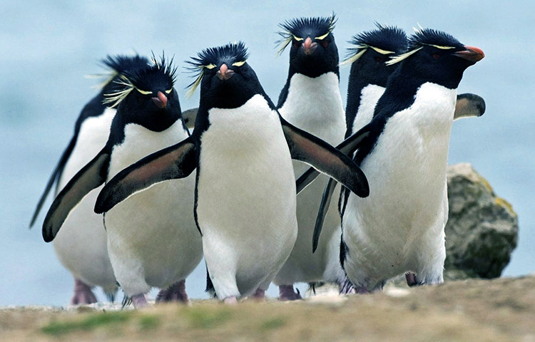habitat del pinguino de penacho amarillo