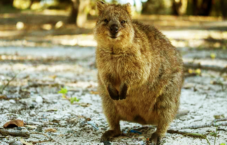 habitat del quokka