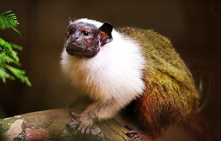 habitat del tamarino calvo