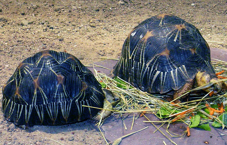 huevos de la tortuga radiada