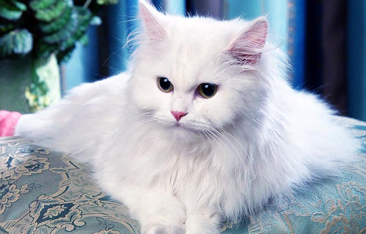 origen del gato Persa