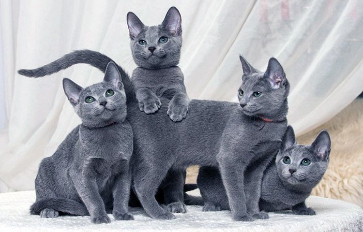 origen del gato azul ruso
