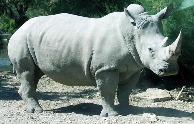 peso de los rinocerontes