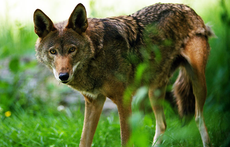 que come el lobo rojo