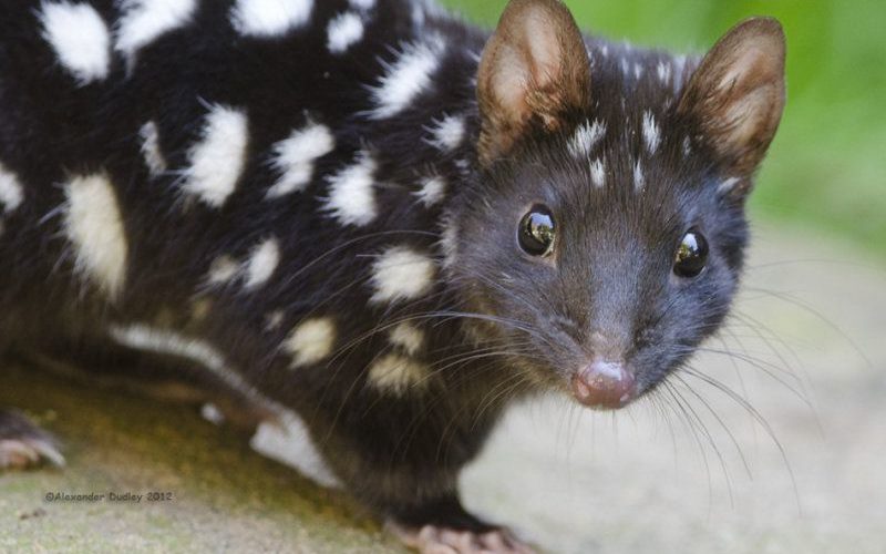 que comen los gatos marsupiales