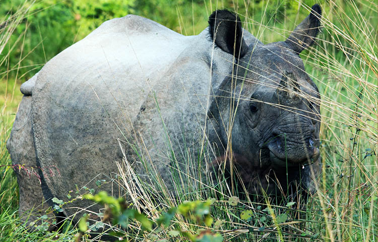 que comen los rinocerontes