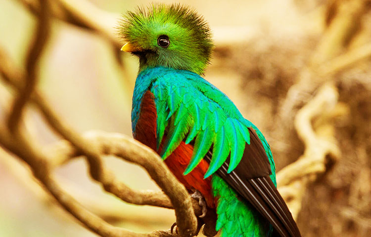 relacion del quetzal con los humanos
