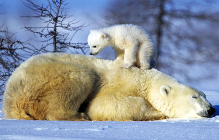 reproduccion del oso polar