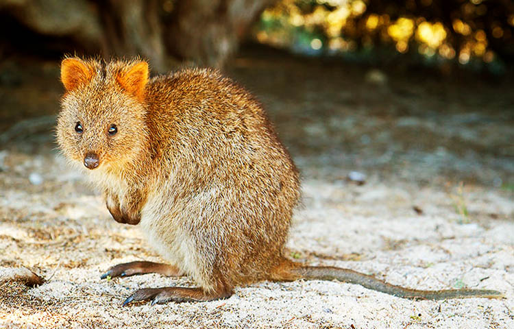 reproduccion y gestacion del quokka