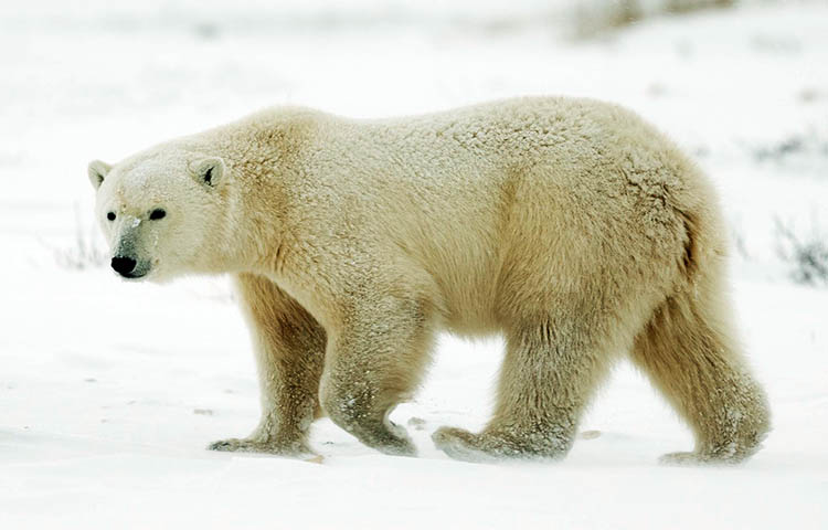 velocidad del oso polar