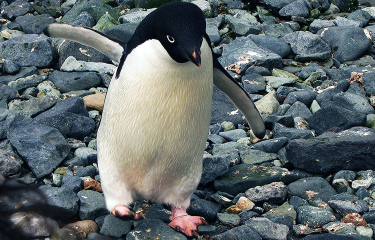 velocidad que puede nadar un pinguino de adelaida