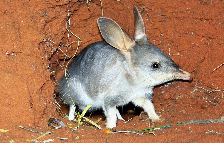 Cuanto miden y pesan los bilbies