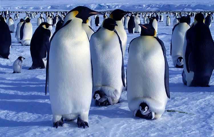 Cuanto pesa y mide el pinguino emperador