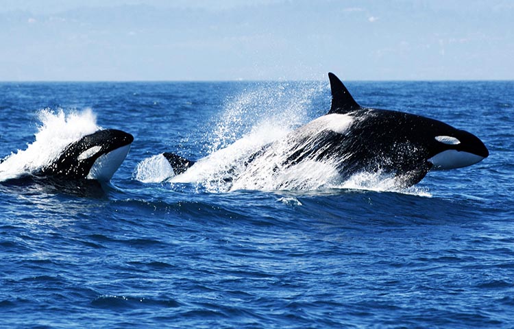 Cuanto pesan y miden las orcas