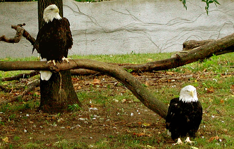 Curiosidades sobre el aguila calva