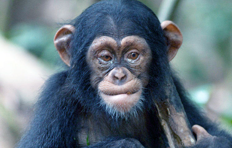 Curiosidades sobre el chimpance