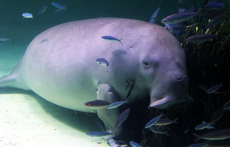 Curiosidades sobre el dugongo
