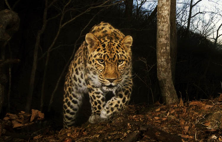 Curiosidades sobre el leopardo de Amur