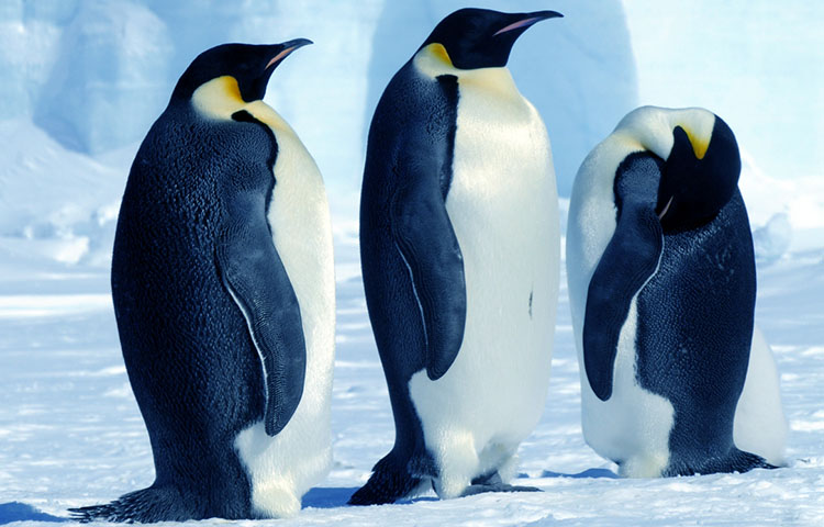Curiosidades sobre el pinguino emperador