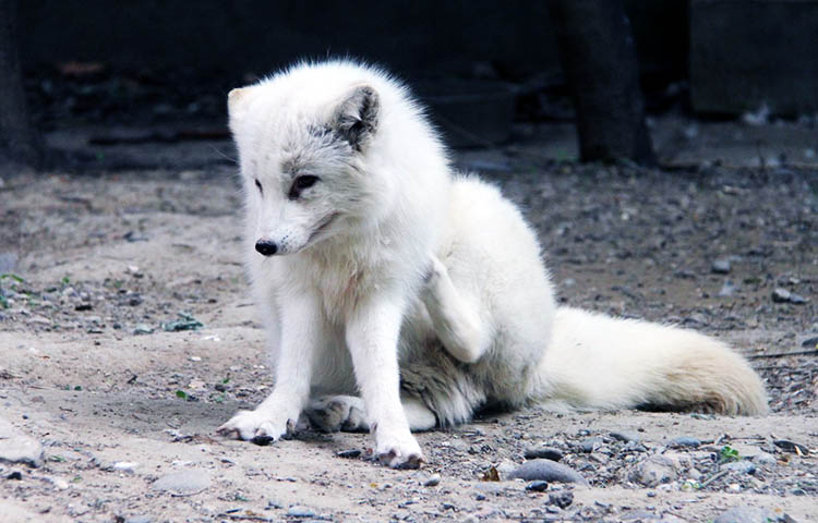 Curiosidades sobre el zorro polar