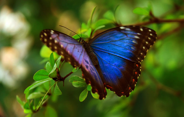 Curiosidades sobre la mariposa morfo azul