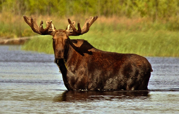 Curiosidades sobre los alces