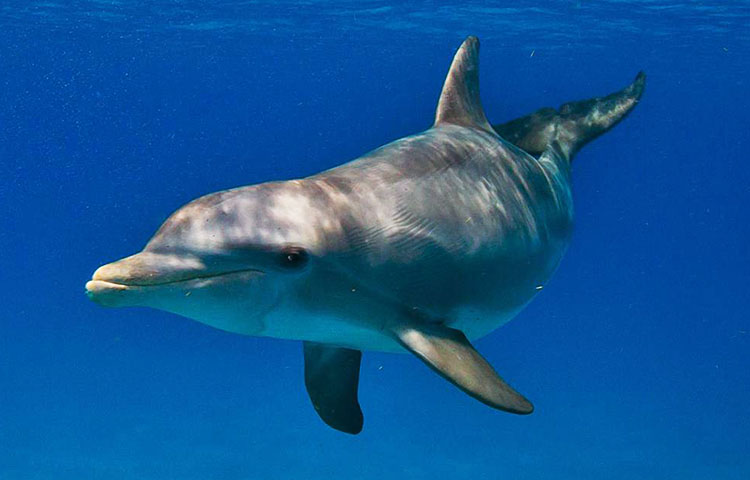 Curiosidades sobre los delfines