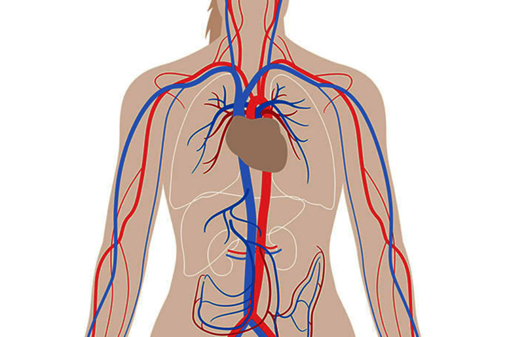 Diferencias Entre Arteria Y Vena Sooluciona 5671