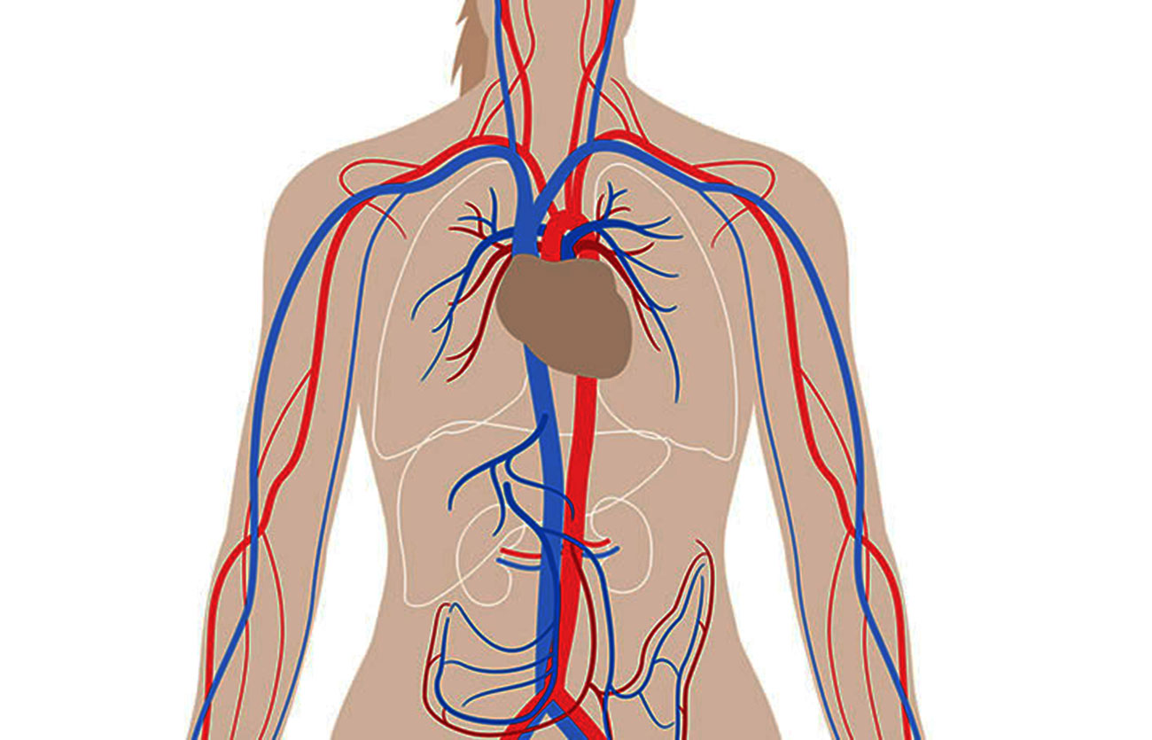 Diferencias entre arteria y vena - Sooluciona