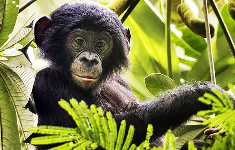 Diferencias entre el bonobo y el chimpance
