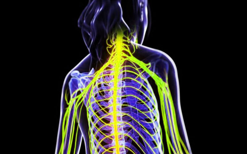 Diferencias entre el sistema nervioso y el sistema endocrino