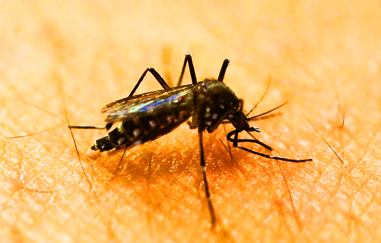 Diferencias entre dengue y malaria