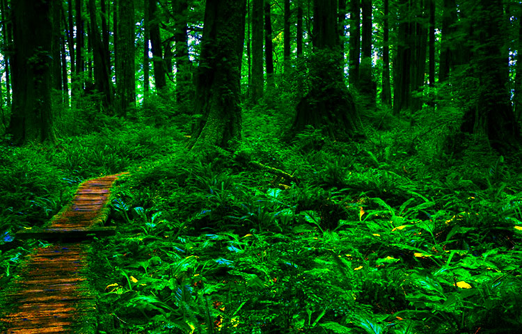 Diferencias entre bosque y selva