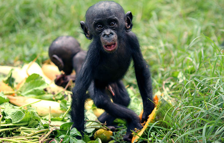 Donde vive el bonobo